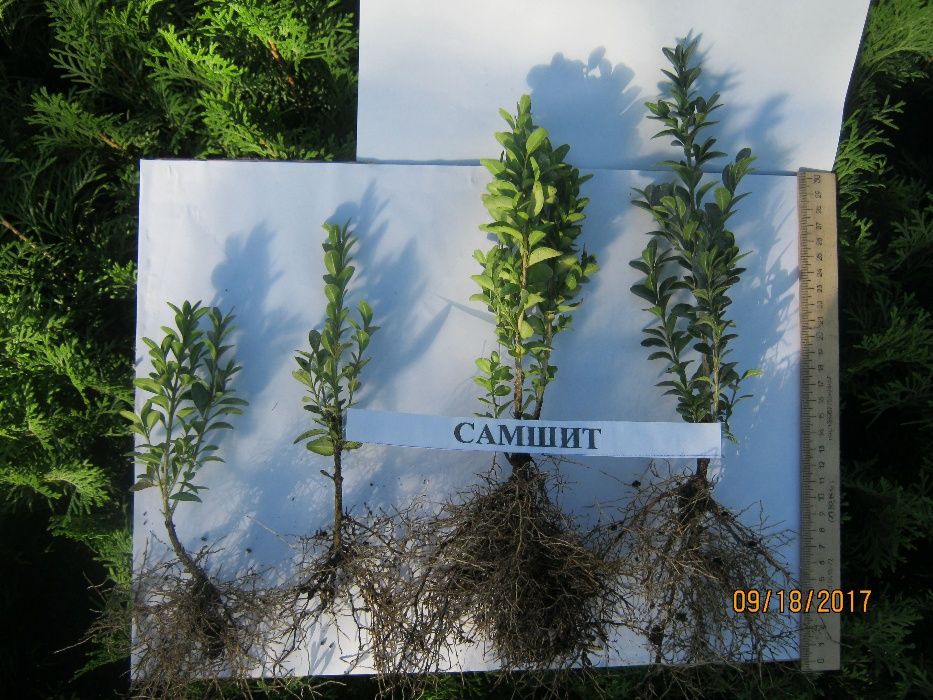 Туіі: одно- і двохрічна розсада.