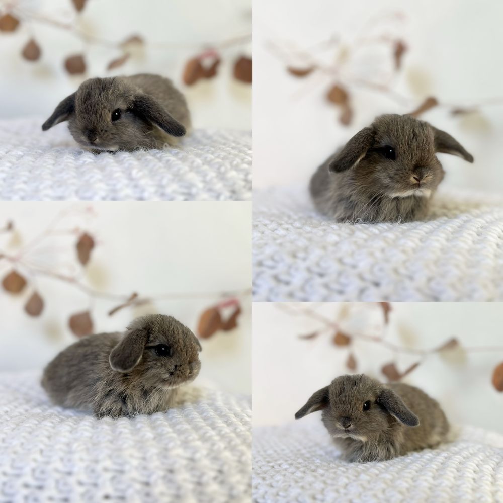 Mini Króliczki ras: Mini lop i Karzełki Teddy Gotowe do odbioru