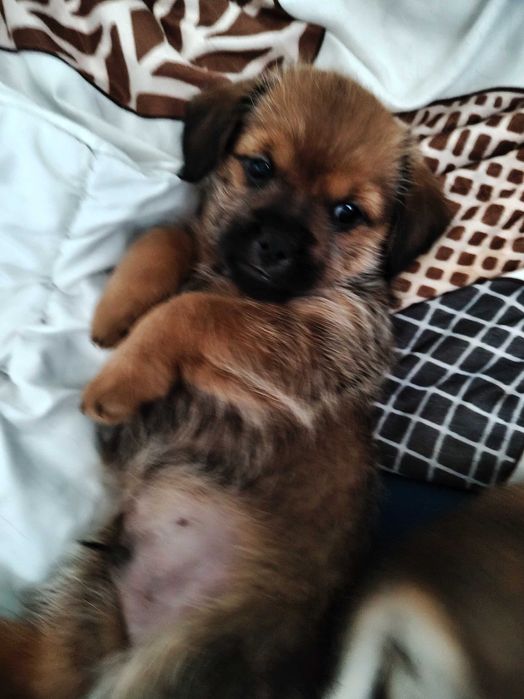 Oddam pieski za darmo dwa miesiące shih tzu mieszanka