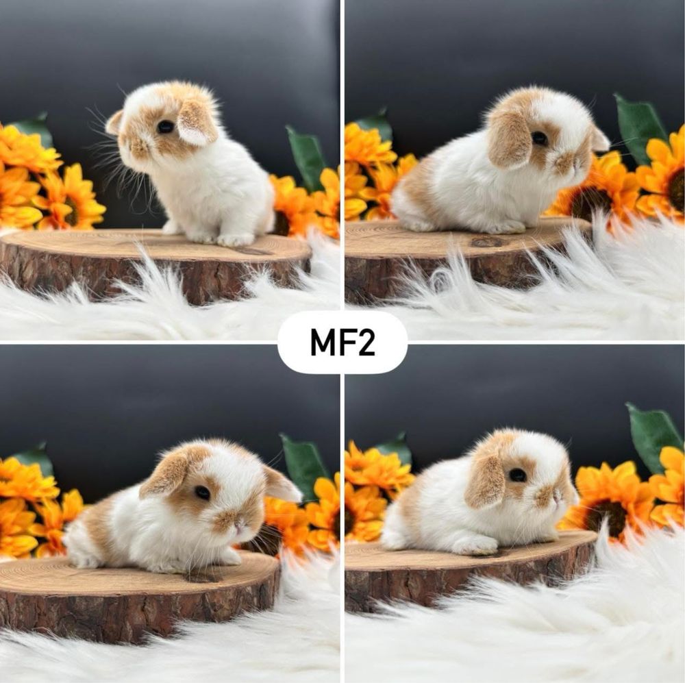 Króliki Mini Lop