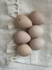 Jaja legowe perlicze 10 szt