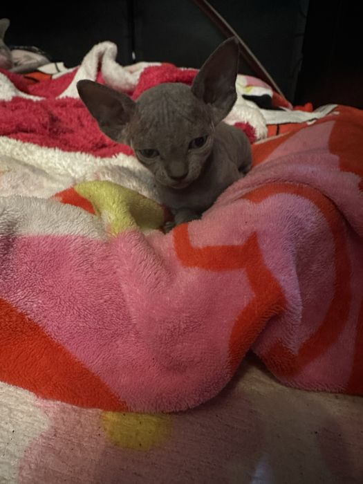 Кошенята канадский сфінкс