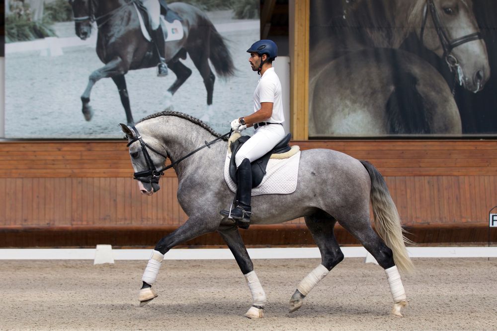 Cobriçoes cavalo Lusitano com 75.5