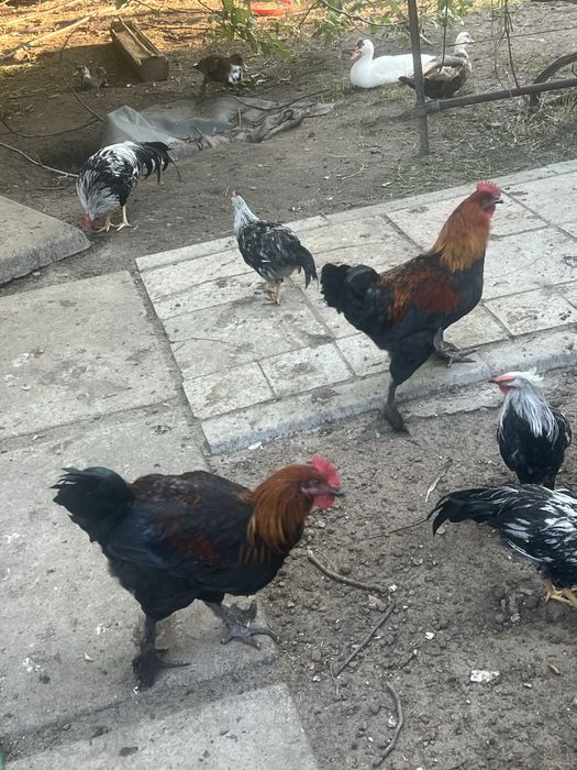 Петухи леггорна.