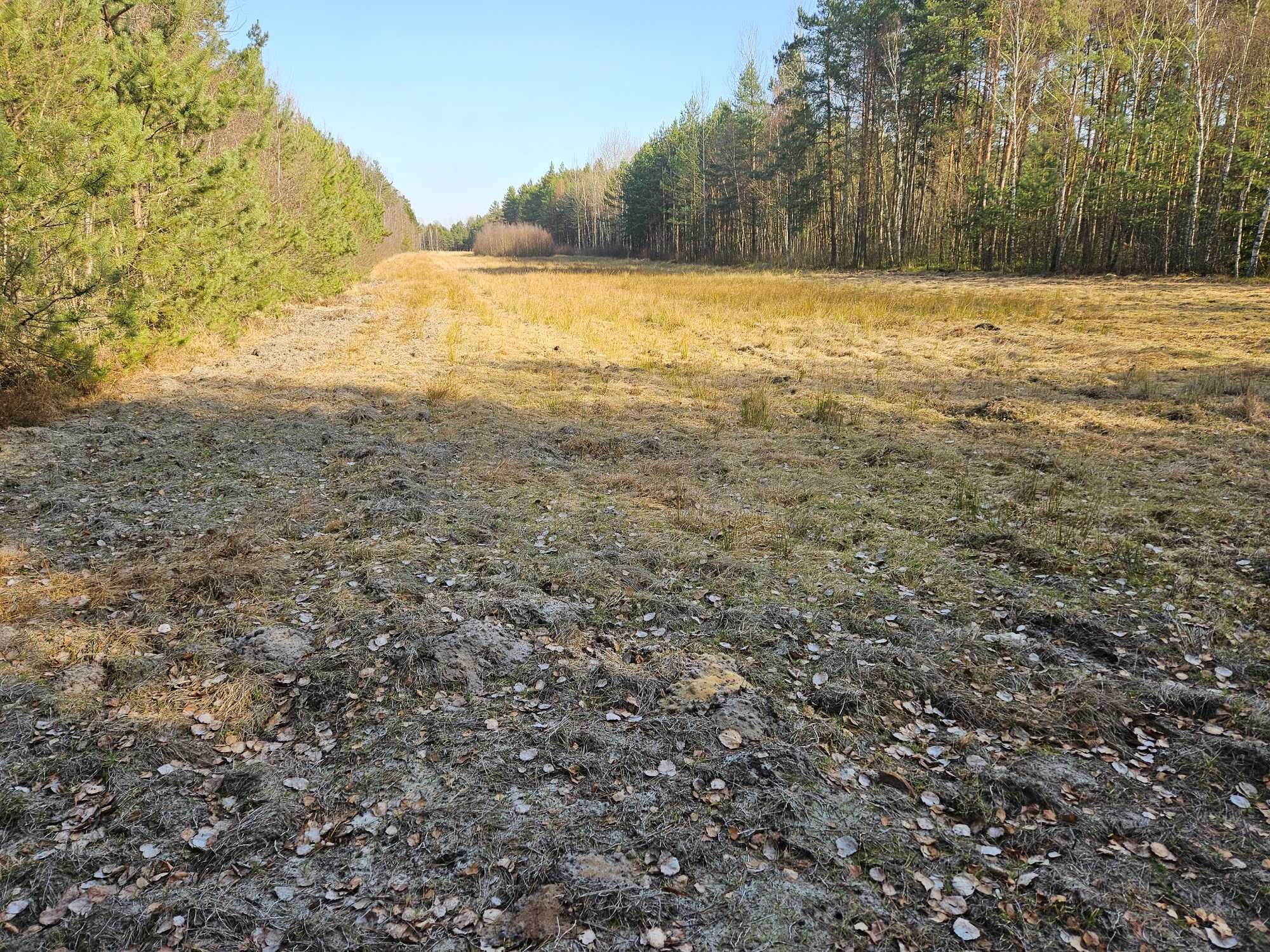 Sprzedam działkę rolną 3,05 ha w Bedlenku gm. Końskie pow. konecki