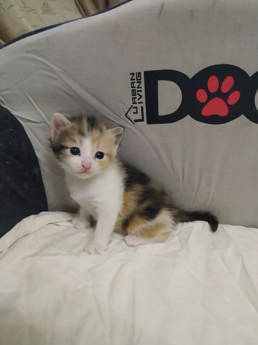 Віддам кошенят в добрі руки