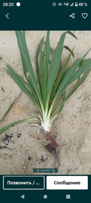 Квітка  Агава  .