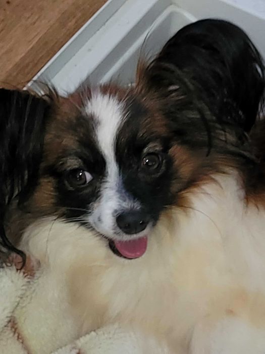 Dwie dorosłe suki Papillon FCI