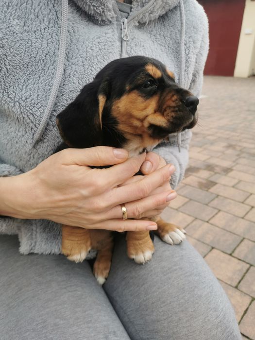 Oddam Pieski w dobre ręce (matka beagle)