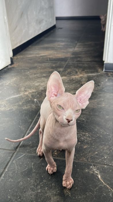 Сфінкс, 3 міс., хлопчик.