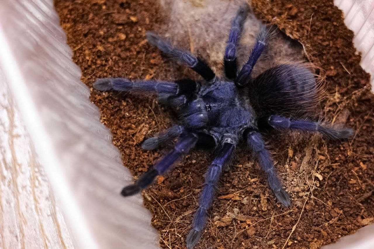 pterinopelma sazimai тарантул малыши паук птицеед для новичков хобби