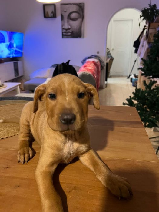 Adoção responsavel