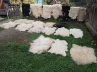 Шкури овечка продам різні від 300грн