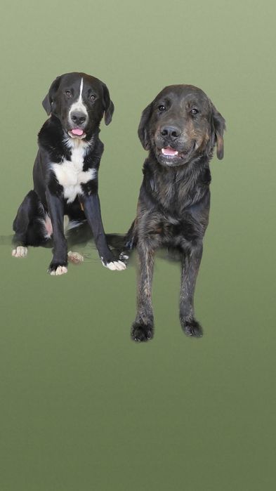 Подрощенный кобель