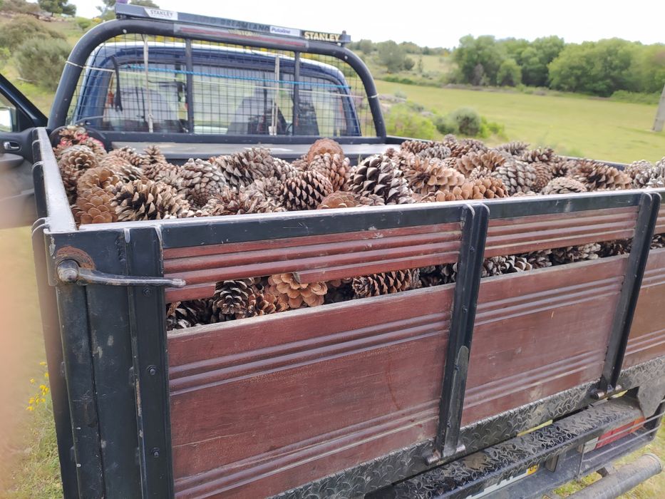 Pinhas para acender o lume