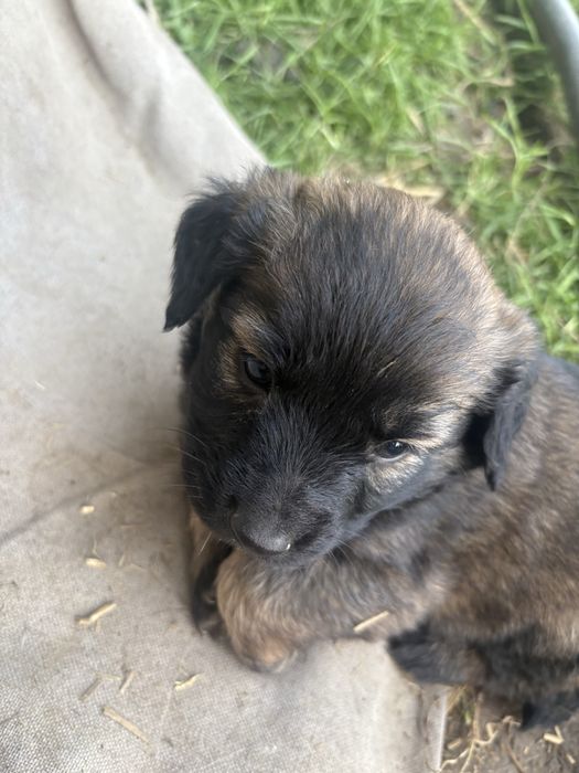 Slodkie misie oddam za darmo