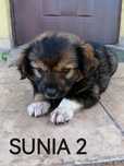 Szczeniak sunia poleca się do adopcji