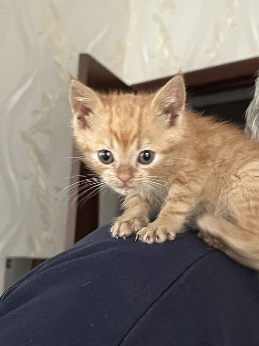 Котятко руде шукає нову родину