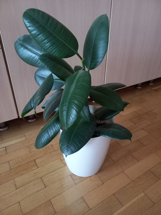 Продам фикус комнатное растение