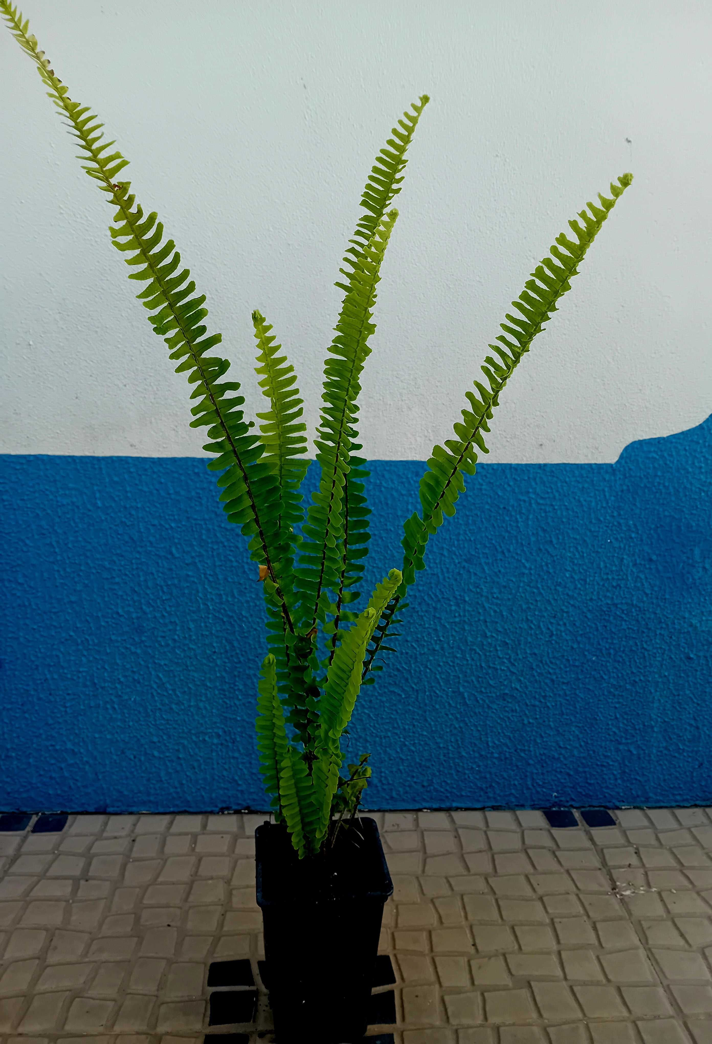 Feto Nephrolepsis Cordifolia