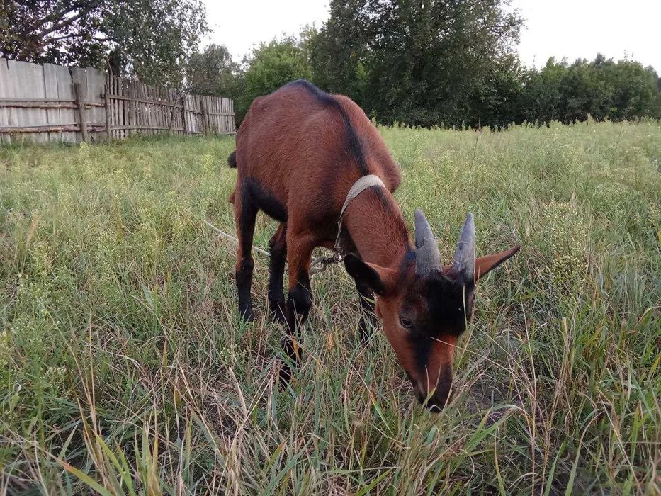 Альпійський козлик