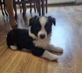 Piesek Border Collie