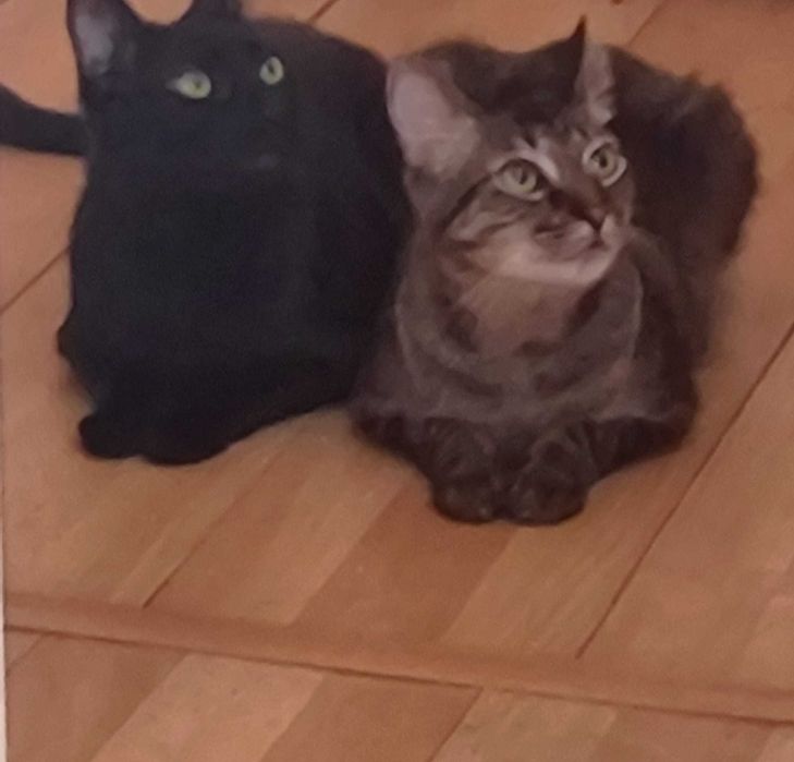 O Tofu procura um novo lar. Esterilizado. Amigo de outros animais.