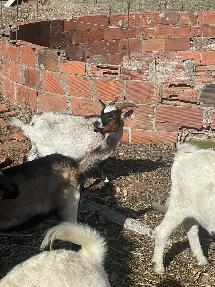 Cabras anãs para venda