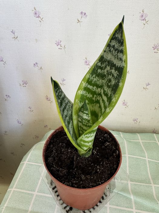 Сансевьєрія (щучий хвіст)