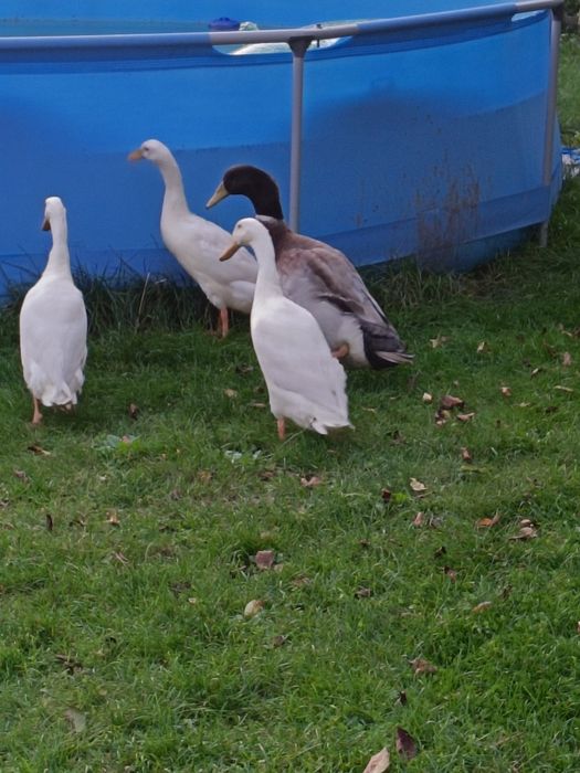 Kaczorki biegus indyjski