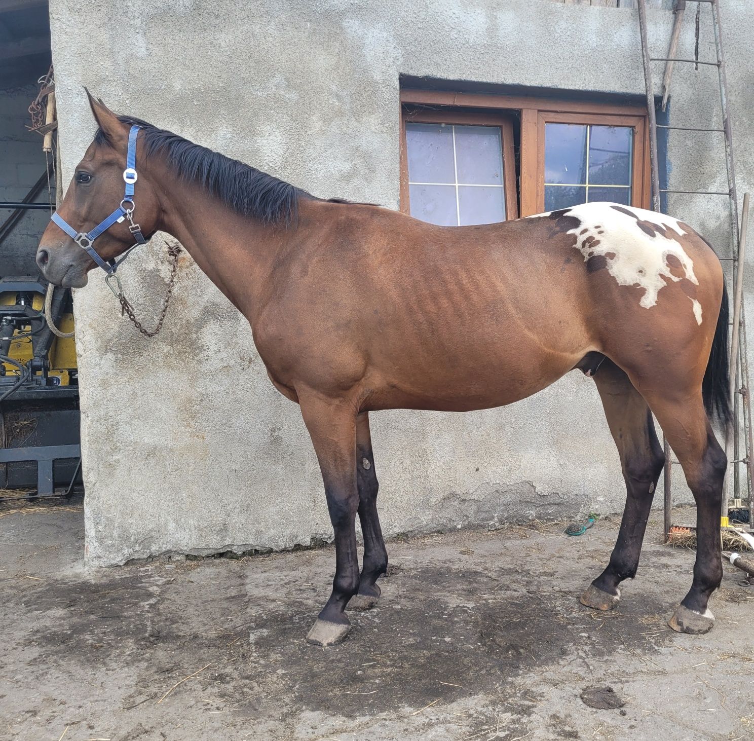 Wałach tarantowaty, zajeżdżony