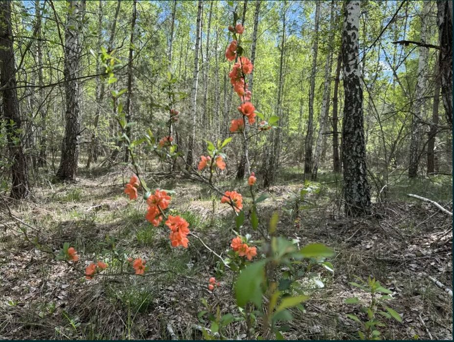 Мальовнича ділянка поблизу Києва. с. Здвижівка