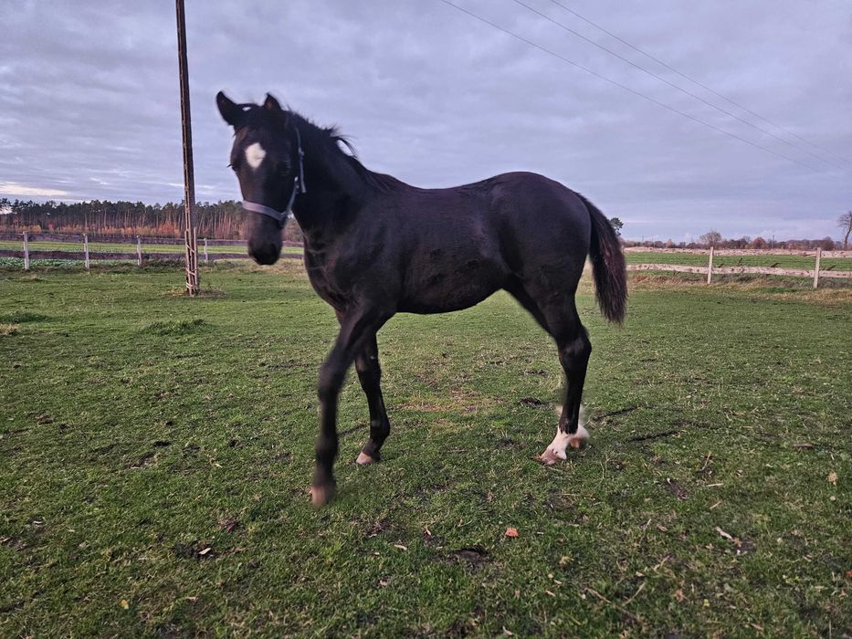 Ogier Wielkopolski (7miesięcy)