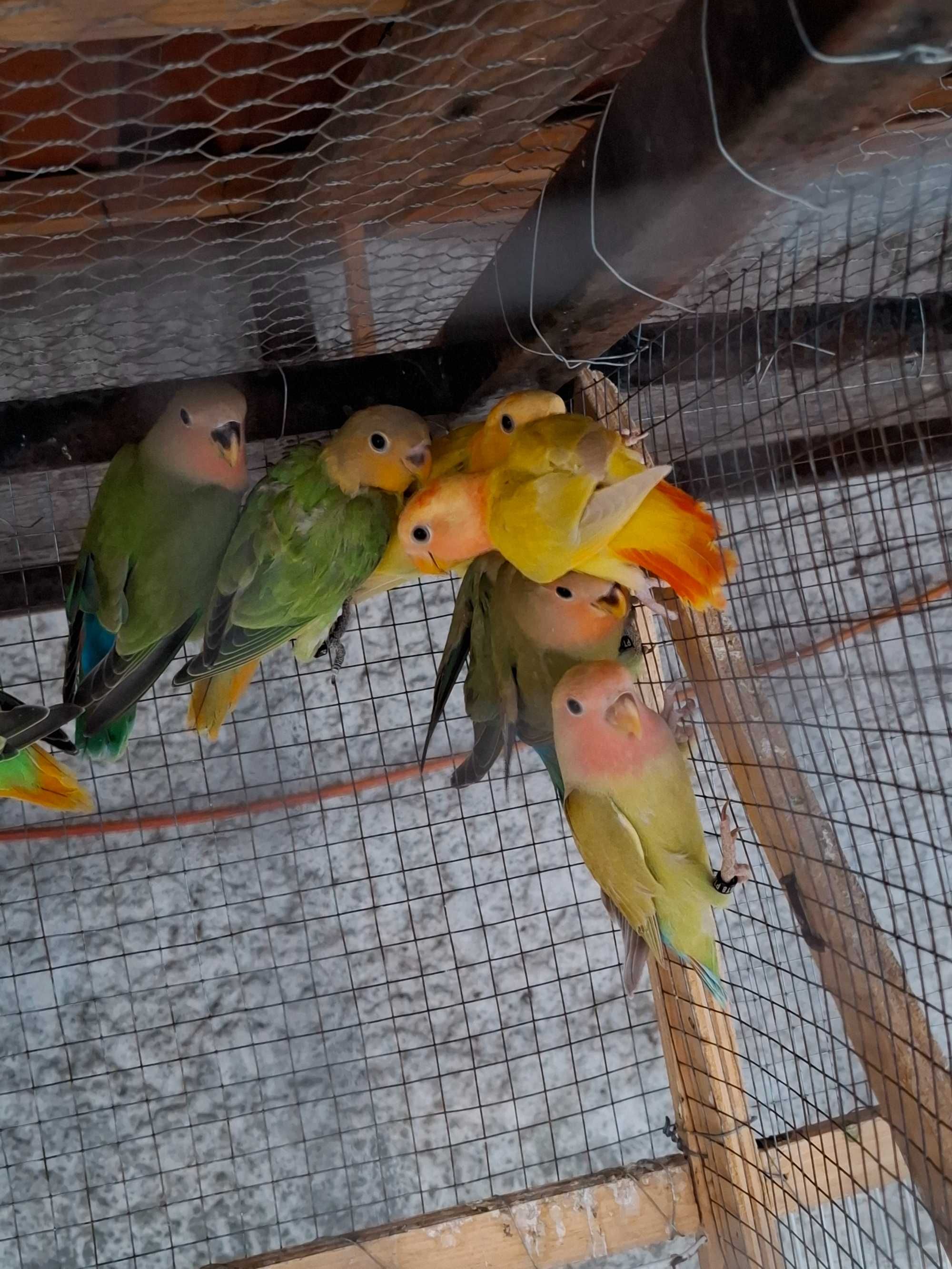 Agapornis deste ano para cedencia