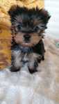 YIorkshire terrier fofos