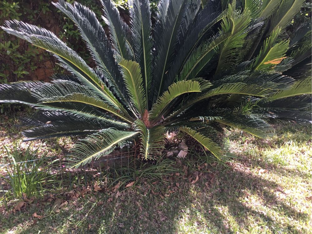 As lindas CYCAS Revolutas para o Seu jardim.