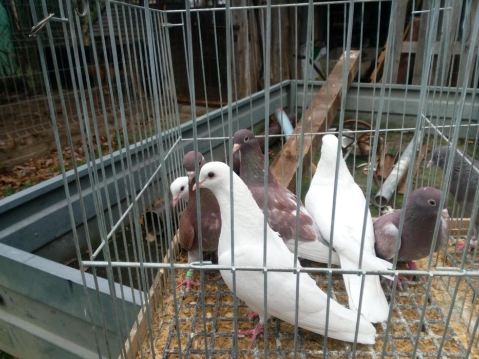 Gołębie kumru "szczekacze"