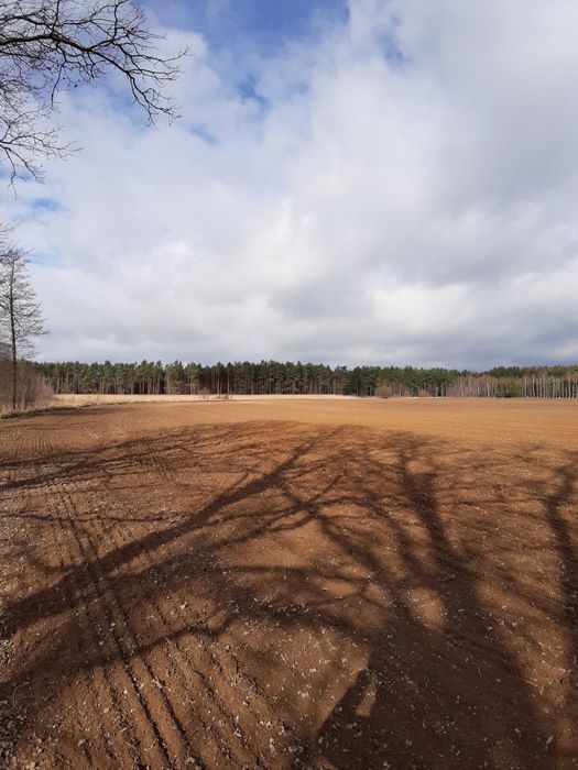 Grunt orny 70 hektarów w jednym kawałku.