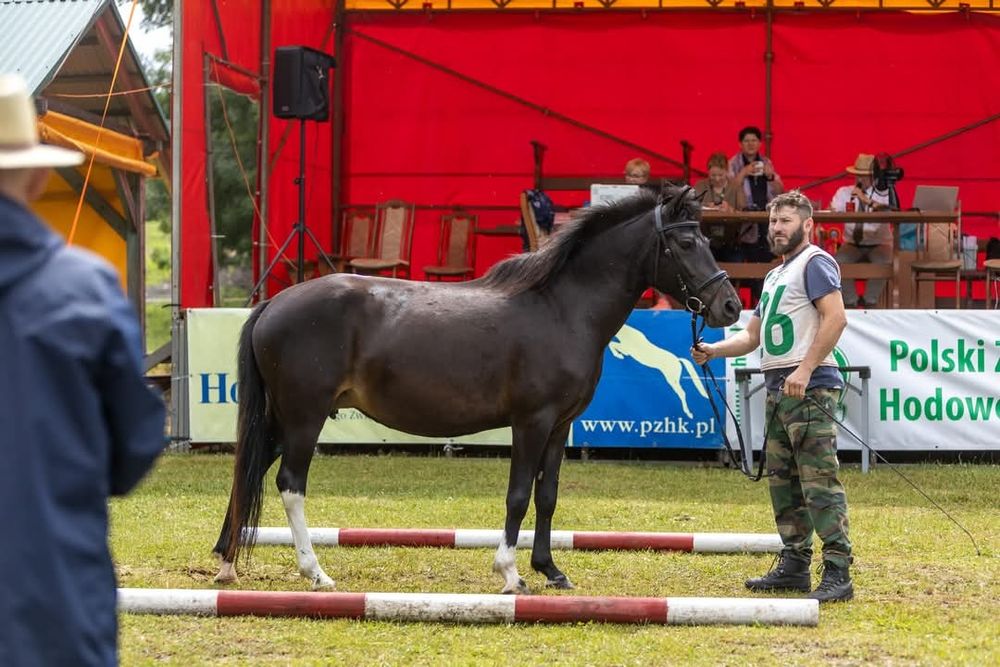 Roczna klacz huculska, hucuł.