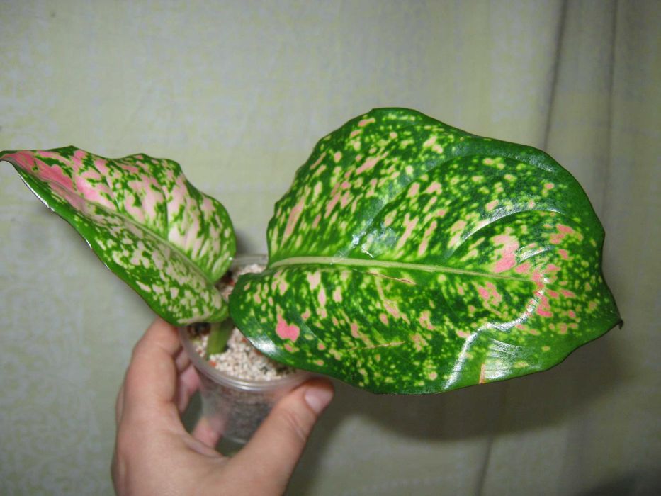 аглаонема есть много сортов детки, молодые кустики