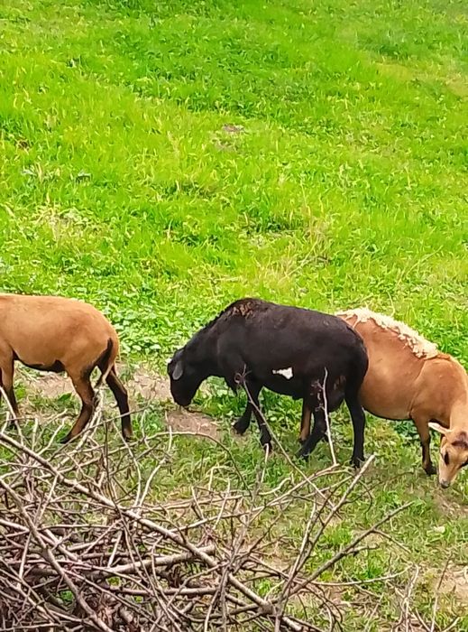 Owca kameruńska, Barbados. Tryk.