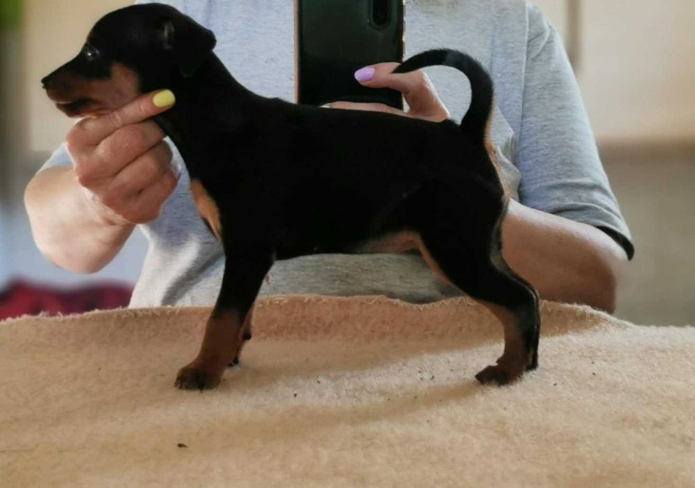 Pinczer miniaturowy szczenię  rodowód ZKwP (FCI)