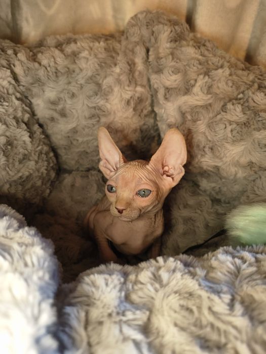 Nico sfinks kanadyjski do rezerwacji