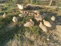 Patos mudos de raça grande