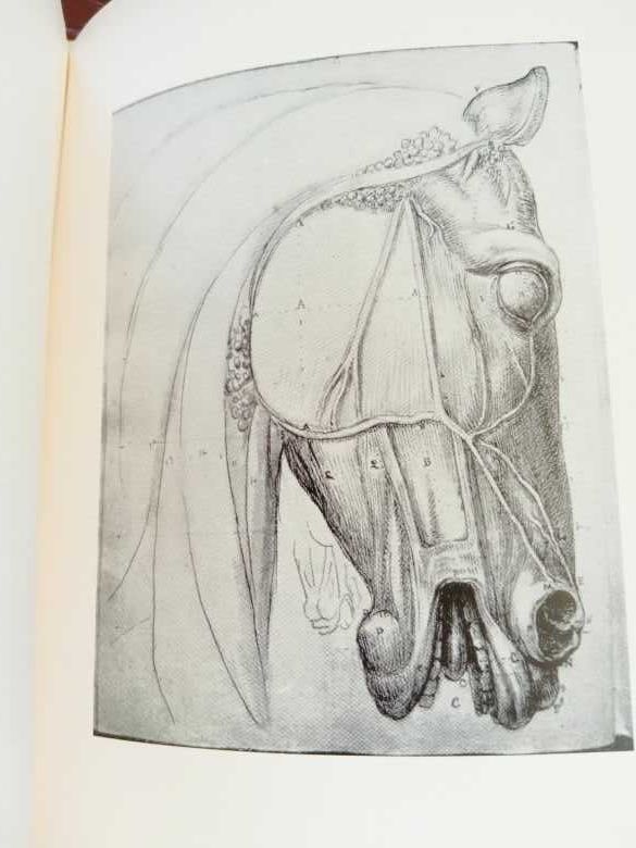 Estudos de Machado de Castro para a estatua equestre 1938