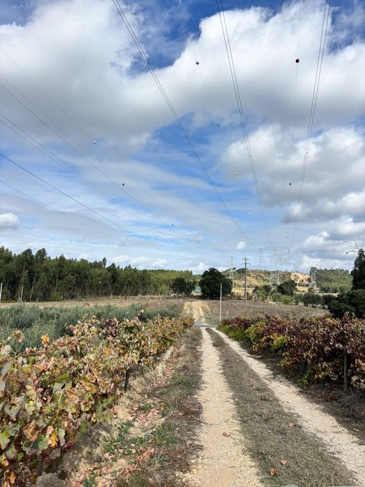 Terreno com 130 oliveiras amanhadas