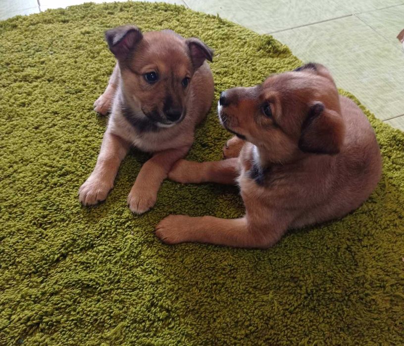 Віддам прекрасних цуценят