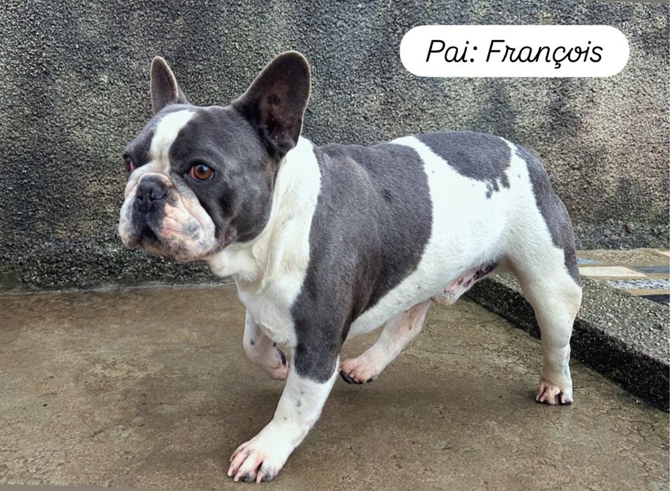 Lindo buldogue francês blue
