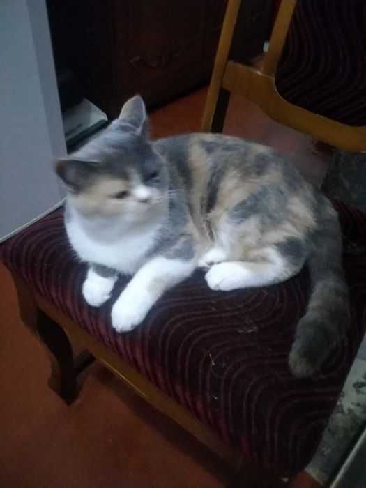 Британская трёхцветная кошечка