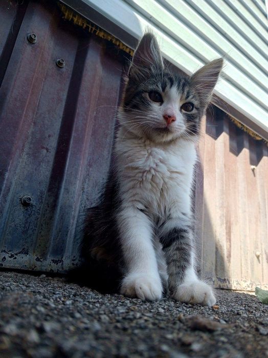 Віддам чудових кошенят